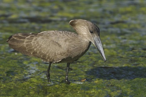 Hamerkop (Scopus umbretta), Botswana