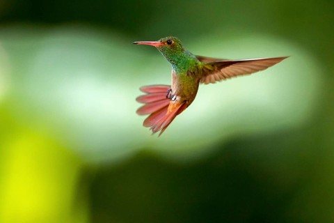 Rufous-tailed Hummingbird (Amazilia tzacatl) flying, Peten, Guatemala