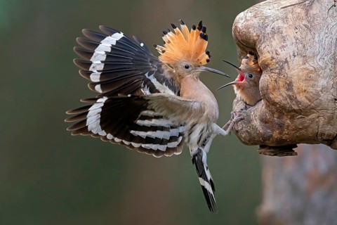 Eurasian Hoopoe (Upupa epops) feeding chick in breeding cavity, Saxony-Anhalt, Germany