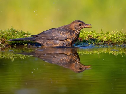 Blackbird (Turdus merula), one, individual, biotope, habitat, perch, water body, garden, Neuhofen,