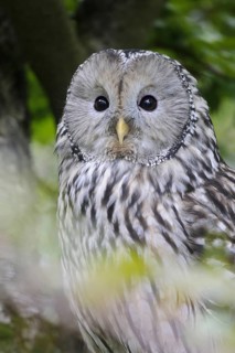 Ural Owl (Strix uralensis), Bavaria, Germany