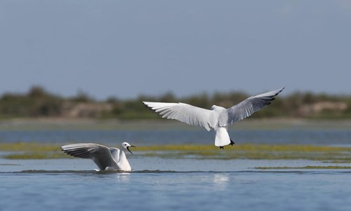 Slender-billed Gull (Chroicocephalus genei), Spain