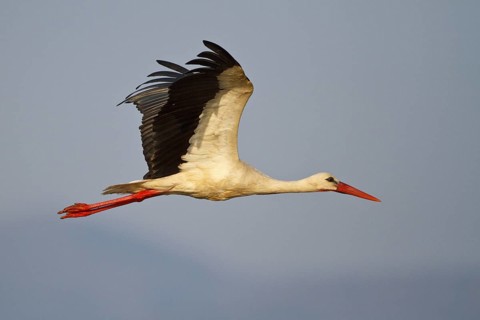White Stork (Ciconia ciconia) flying, North Rhine-Westphalia, Germany
