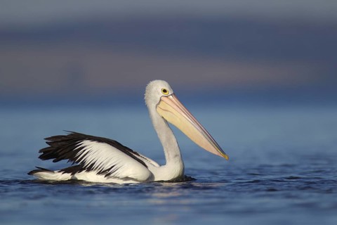 Australian Pelican (Pelecanus conspicillatus), Victoria, Australia