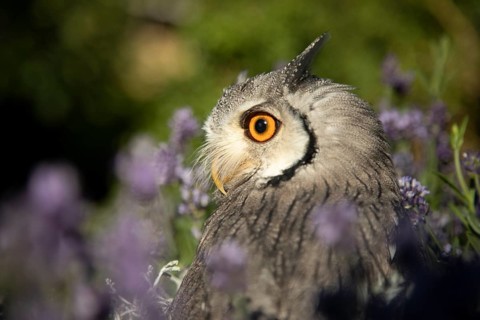 Southern White-faced Owl (Ptilopsis granti) captive, among flowers, Germany