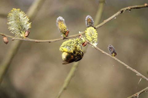 Willow kitten with bumblebee, spring, Germany