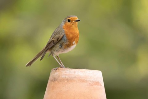 European robin (Erithacus rubecula) adult garden bird on a plant pot, Suffolk, England, United
