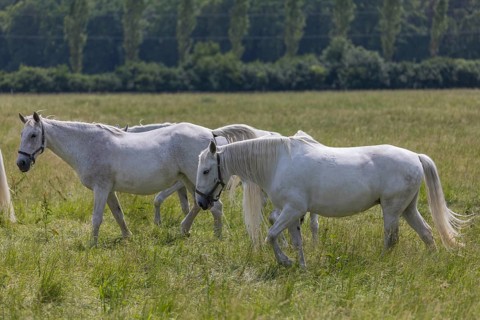 Kladruber horse, mares, standing on the paddock. National Stud Farm Kladruby nad Labem