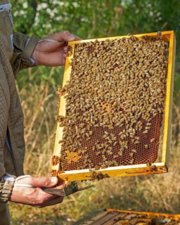 Western honey bee (Apis mellifera) fruit blossom, beekeeper, beekeeper suit, frames, hives,
