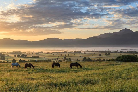 Horses grazing in a meadow, sunrise, cloudy mood, idyllic, peaceful, Loisach-Lake Kochel-Moor,