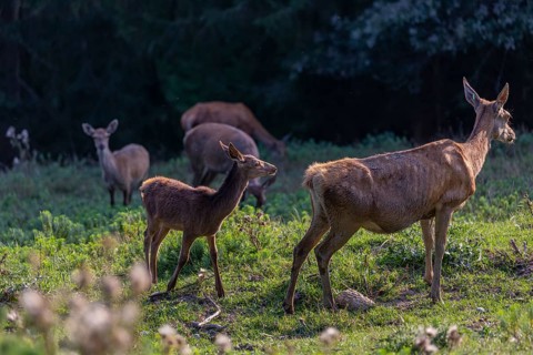 One Red Deer fawn (Cervus elaphus) standing on a green meadow. A dark forest in the background