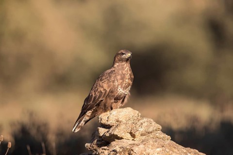 Common buzzard (Buteo buteo), Extremadura, Castilla La Mancha, Spain