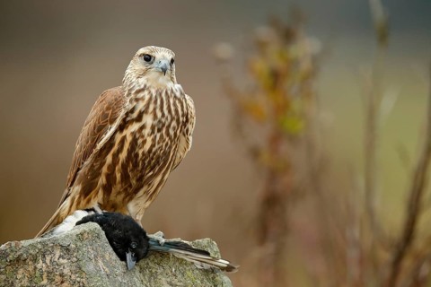 Saker Falcon, Falco cherrug, with caught magpie on the stone. Bird of prey sitting on the rock with