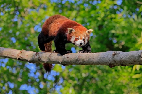Western Red panda Ailurus fulgens), adult, on tree trunk, running, captive, Himalayas, Central Asia