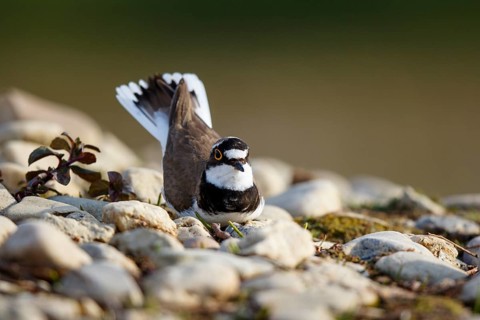 Little Ringed Plover (Charadrius dubius) male, North Rhine-Westphalia, Germany