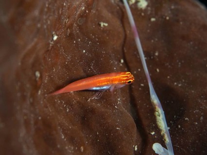 A small red black-bellied goby (Eviota atriventris) on a brown surface under water, dive site
