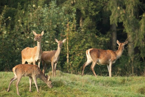 Red deer (Cervus elaphus) females during the rut, Allgäu, Bavaria, Germany, Allgäu, Bavaria,