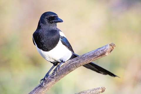 Magpie (Pica pica) Germany