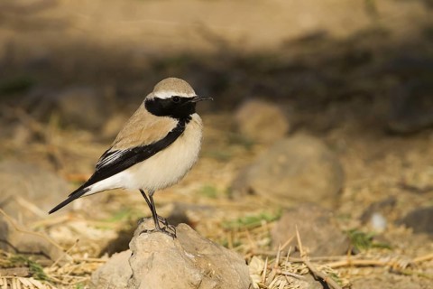 Desert Wheatear (Oenanthe deserti), Oman
