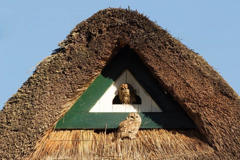 Tawny Owl (Strix aluco), Hamburg, Germany