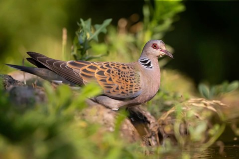 Turtle dove (Streptopelia turtur) comes to drink, Hungary
