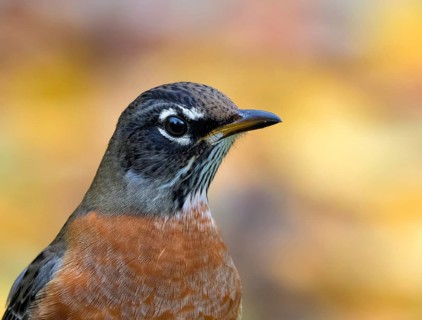 American Robin, Turdus migratorius, close-up portrait in Saskatoon, Saskatchewan, Canada