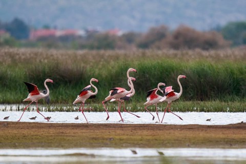 Greater Flamingo (Phoenicopterus roseus) group standing in shallow water, Greece