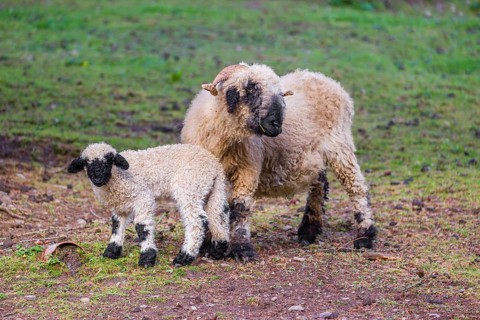 A female Valais Blacknose sheep and its lamb (Avis Aries) stand on a pasture on hilly ground