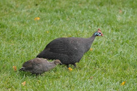 Helmeted guinea fowl (Numida meleagris), adult, juvenile, chick, alert, foraging, Kirstenbosch