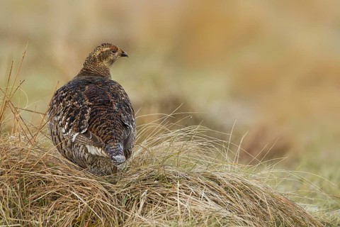 Black Grouse (Lyrurus tetrix) female, Scotland, United Kingdom