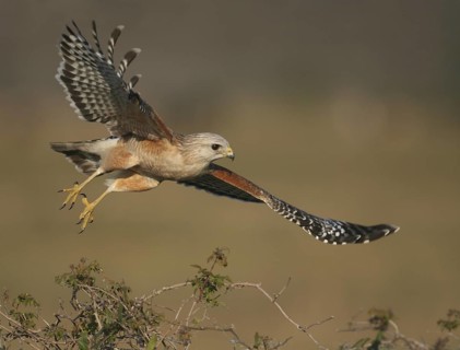 Red-shouldered Hawk (Buteo lineatus) flying, Florida, USA