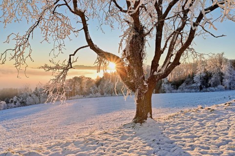 Rising sun shining through a tree full of rough tyres, behind the Alpstein mountains, Beinwil,