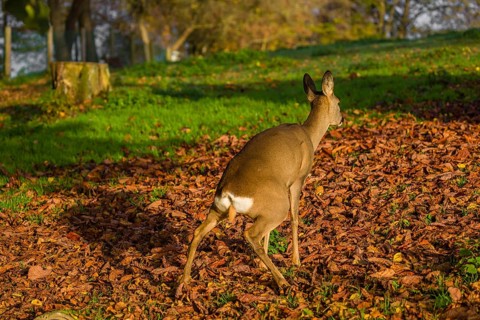 A female roe deer (Capreolus capreolus) stands in a meadow covered with leaves, urinating