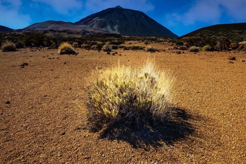 Pico de Teide, Tenerife National Park, World Heritage Site, Tenerife, Canary Islands, Spain