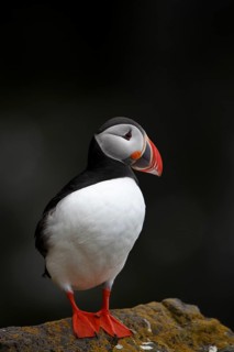 Atlantic Puffin, Common Puffin. Fratercula arctica, at the cliffs of Latrabjarg, Iceland