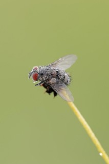 Caterpillar fly or tachnid (Tachinidae) with dewdrops, North Rhine-Westphalia, Germany