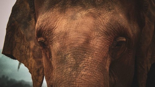 An elephant portrait (elephus maximus) with soft lighting that emphasises the melancholy and