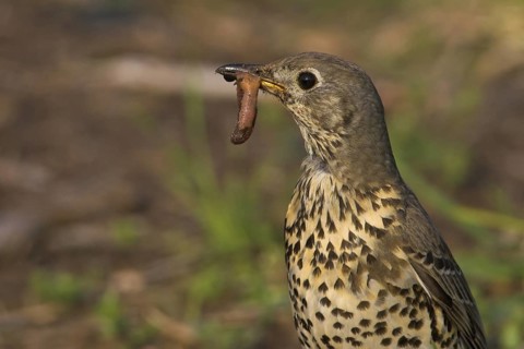 Mistle Thrush (Turdus viscivorus), Rhineland-Palatinate, Germany