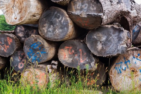Close-up of pile of large cut and stacked logs marked with grading numbers in woodyard in summer,
