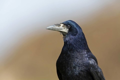 Rook (Corvus frugilegus), Rhineland-Palatinate, Germany