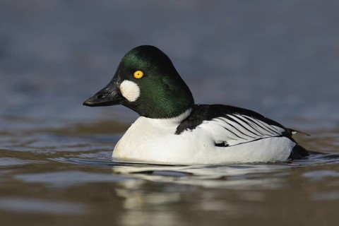 Common Goldeneye (Bucephala clangula) male, Brandenburg, Germany