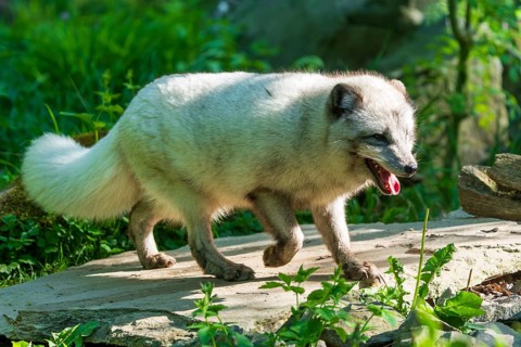 An arctic fox running along a sunny forest path, Arctic fox, (Alopex lagopus) France