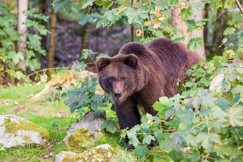 A young male Eurasian brown bear (Ursus arctos arctos) stands on a forest edge behind green