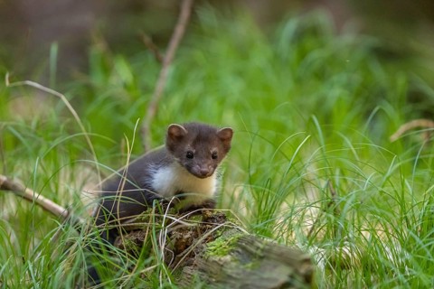 One beech marten (Martes foina), playing on the forest floor between green vegetation