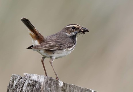 Bluethroat (Luscinia svecica cyanecula) female, Schleswig-Holstein, Germany
