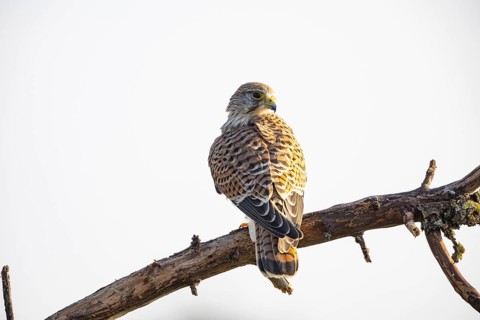 Kestrel (Falco tinnunculus) Germany