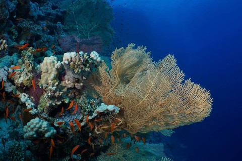 Giant fan coral (Annella mollis)