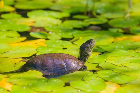 A European pond turtle (Emys orbicularis), makes its way through the leaves of Water Lilly covererd
