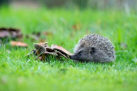European hedgehog (Erinaceus europaeus) adult animal standing next to fungi on a garden lawn in the