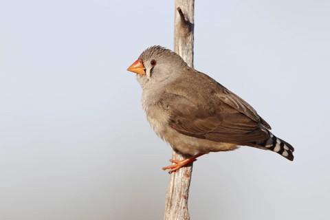 Zebra Finch (Taeniopygia guttata castanotis) female, Queensland, Australia